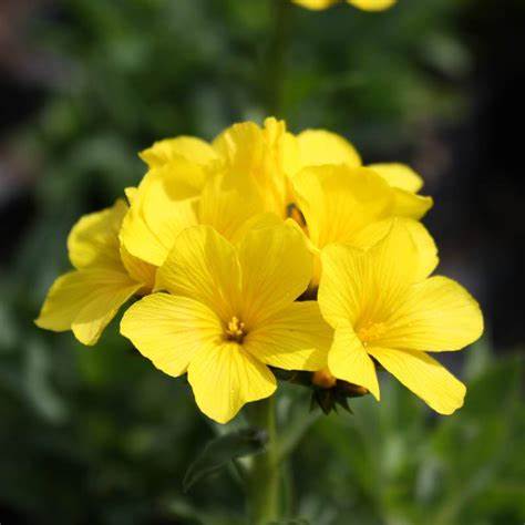 Linum capitatum